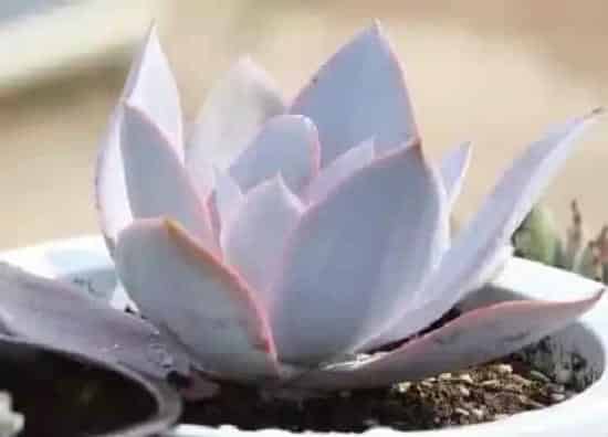 种植土壤|多肉颗粒土怎样自制经济实惠（多肉最简单的配土方法）