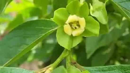果实科普|柿子几月开花结果 什么时候开花结果