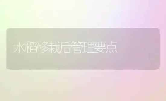 水稻移栽后管理要点 | 粮油作物种植