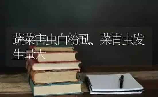 蔬菜害虫白粉虱、菜青虫发生量大 | 蔬菜种植