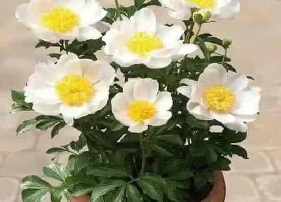 植物施肥|芍药底肥放什么肥好，底肥施用方法）