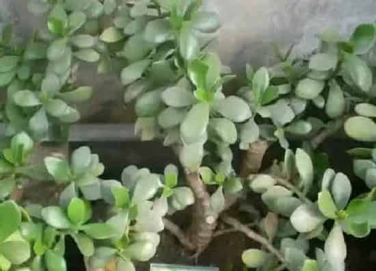 卧室摆放|景天树可以放卧室吗