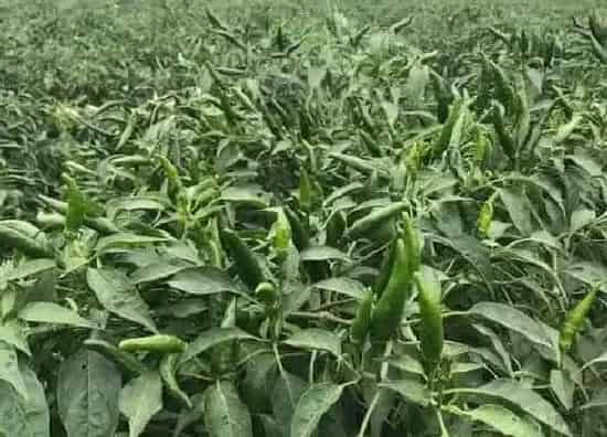 种植管理|辣椒生长期多少天