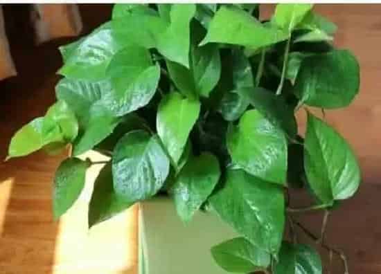 绿植|椰壳适合种什么植物