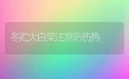 冬贮大白菜注意防伤热 | 蔬菜种植
