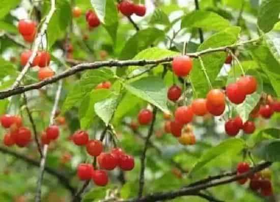 植物浇水|樱桃树多久浇一次水