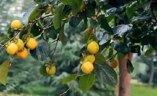 果实科普|柿子几月开花结果 什么时候开花结果