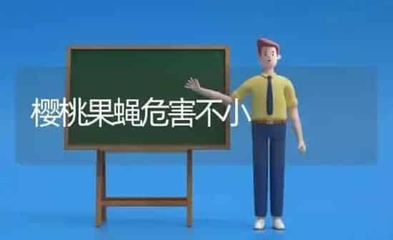 樱桃果蝇危害不小 | 瓜果种植
