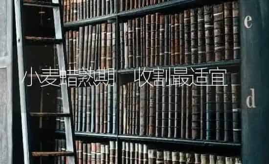 小麦蜡熟期 收割最适宜 | 粮油作物种植
