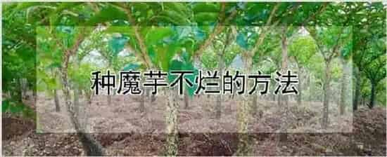 种魔芋不烂的方法 | 自然知识