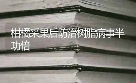 柑橘采果后防治树脂病事半功倍 | 瓜果种植