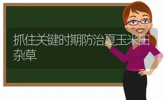 抓住关键时期防治夏玉米田杂草 | 粮油作物种植