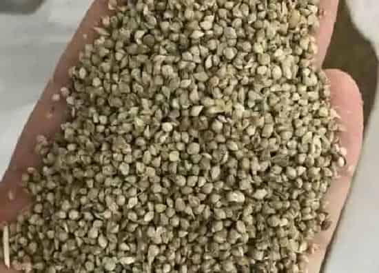 种植育种|鱼草种子什么时候种植最好