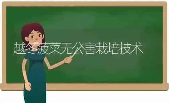越冬菠菜无公害栽培技术 | 蔬菜种植