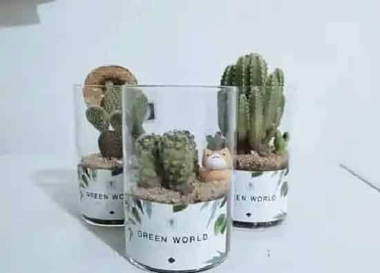 植物百科|多肉生长在什么地方