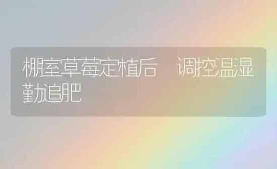 棚室草莓定植后 调控温湿勤追肥 | 瓜果种植
