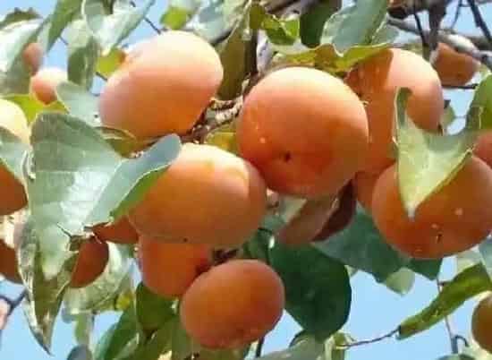 果实科普|柿子几月开花结果 什么时候开花结果