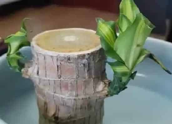 植物种类|巴西木是什么树种  属于天门冬科植物