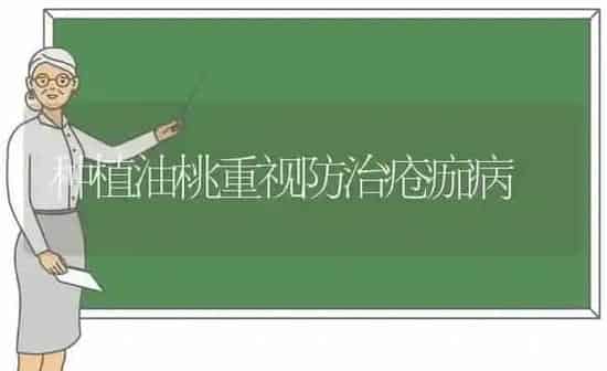 种植油桃重视防治疮痂病 | 植物种植百科
