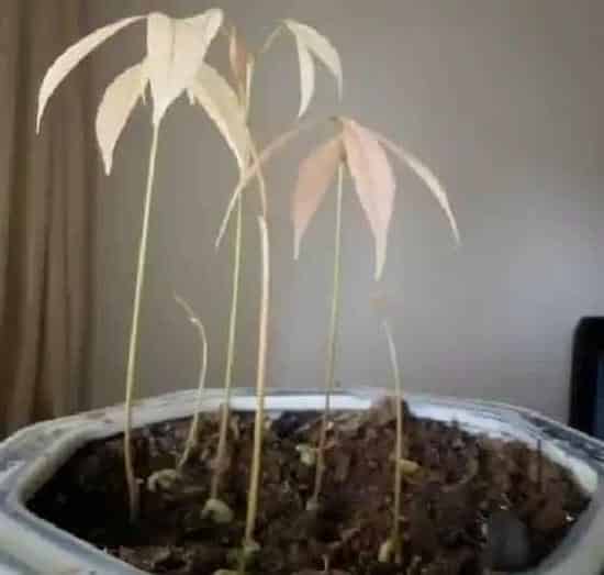 种植百科|荔枝种植技术与管理方法 高产栽培技术