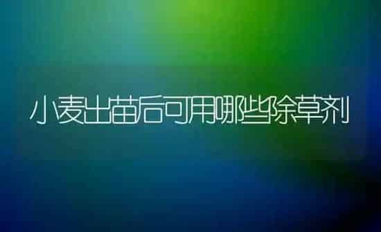 小麦出苗后可用哪些除草剂 | 粮油作物种植