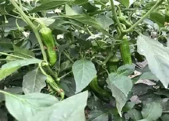 种植管理|辣椒生长期多少天
