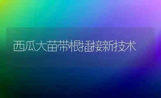 西瓜大苗带根插接新技术 | 瓜果种植