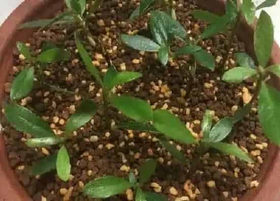 植物扦插|杜鹃扦插时间和方法