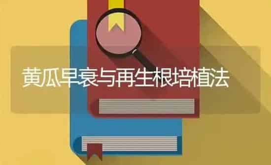 黄瓜早衰与再生根培植法 | 蔬菜种植