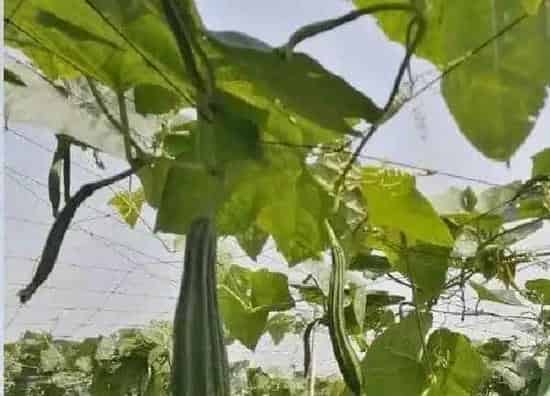 养殖方法|丝瓜可以水培吗 水培养殖方法和注意事项