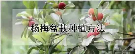 杨梅盆栽种植方法 | 自然知识
