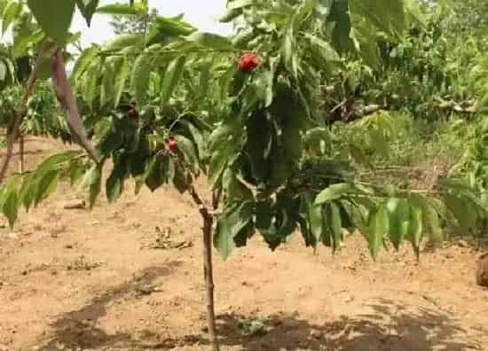 植物浇水|樱桃树多久浇一次水