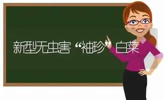 新型无虫害“袖珍”白菜 | 蔬菜种植