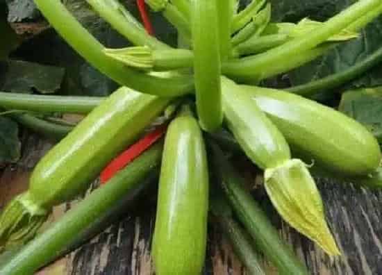 种植管理|西葫芦露天几月份种植合适