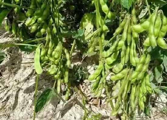 种植方法|黑豆苗的种植方法步骤 黑豆苗怎么种植