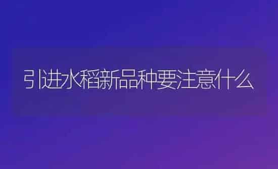 引进水稻新品种要注意什么 | 粮油作物种植
