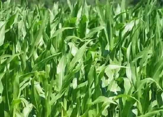果实成熟|巴西玉米种植时间和收获时间