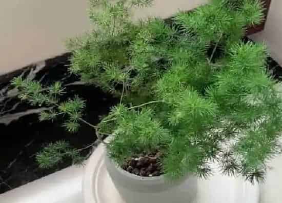 养殖方法|蓬莱松的养殖方法和注意事项有哪些