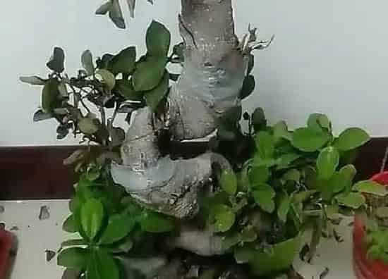 植物施肥|榕树的追肥用什么肥料好
