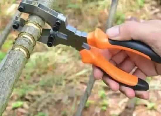 种植方法|橘子树环剥最佳时间和技术方法