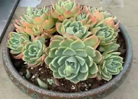 种植土壤|多肉颗粒土怎样自制经济实惠（多肉最简单的配土方法）