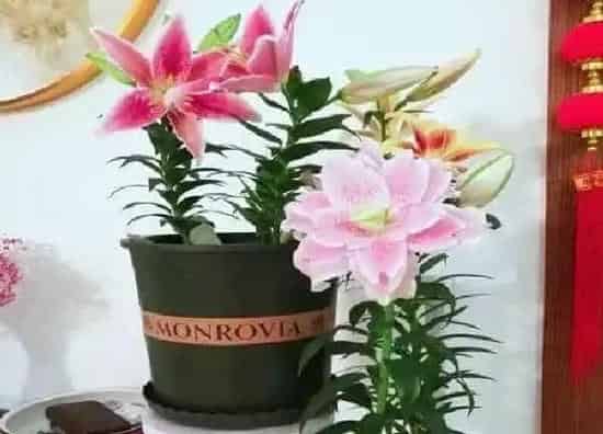 养殖方法|百合花种植方法和管理技巧(百合花盆栽养殖和注意事项)
