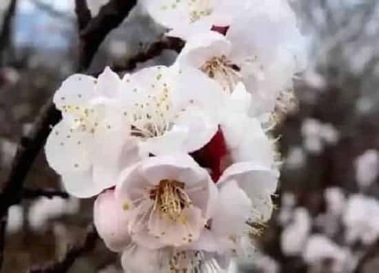 植物百科|杏花是什么颜色的（杏花的样子,形状,气味,其他）