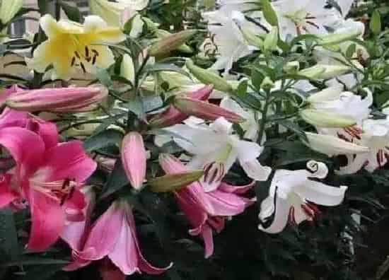 养殖方法|百合花种植方法和管理技巧(百合花盆栽养殖和注意事项)
