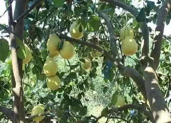 果实成熟|柚子什么季节成熟 属于几月份成熟的水果