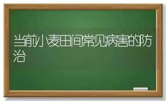 当前小麦田间常见病害的防治 | 粮油作物种植