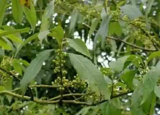 植物种类|山胡椒是裸子植物吗