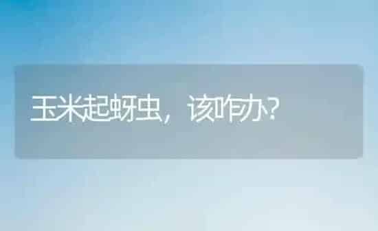 玉米起蚜虫，该咋办？ | 粮油作物种植