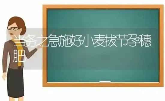 当务之急施好小麦拔节孕穗肥 | 粮油作物种植