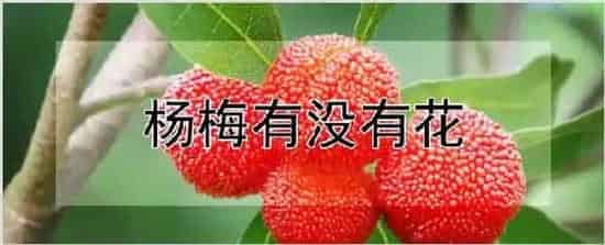 杨梅有没有花 | 农业科普